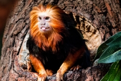 LionMonkey