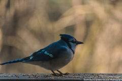 Cardinal 10