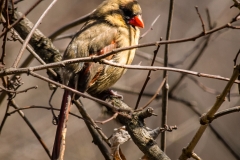 Cardinal 2