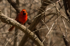 Cardinal 3