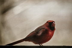 Cardinal 6