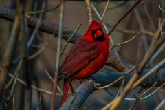 Cardinal 8