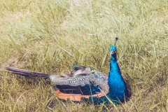 Peacock-W3