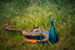 Peacock-W4