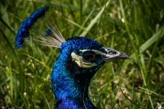 Peacock-W6
