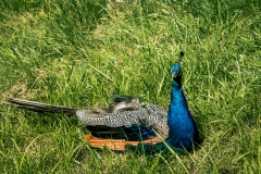 Peacock-W7