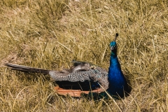 Peacock-W8
