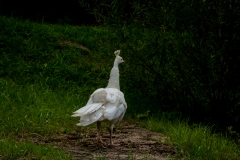 Peacock-W9