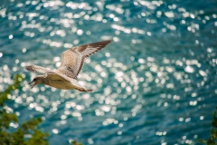 Sea-Gull-1