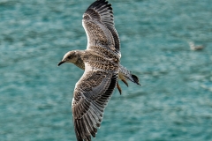 Sea-Gull-2