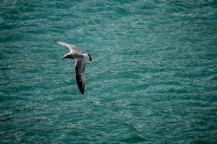 Sea-Gull-3