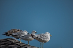 Sea-Gull-6