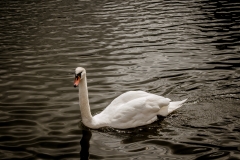 Swan-W1