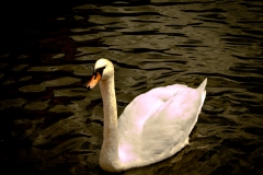 Swan-W2