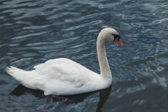 Swan-W3