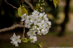 Blossoms Tidal Basin 1