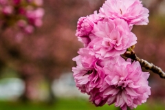 Blossoms Tidal Basin 10