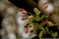 Blossoms Tidal Basin 3