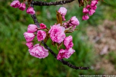 Blossoms Tidal Basin 4