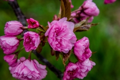 Blossoms Tidal Basin 5