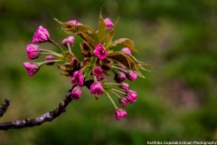 Blossoms Tidal Basin 6