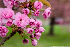 Blossoms Tidal Basin 9