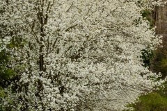 Spring Flowers on the Pathway_