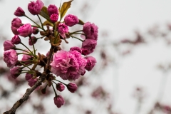 Blossoms Tidal Basin 11