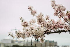 Cherry Blossom Washington 1
