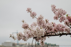 Cherry Blossom Washington 2