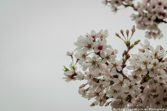 Cherry Blossom Washington 3