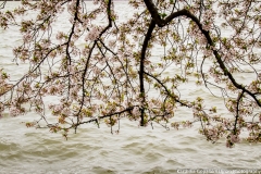 Cherry Blossom Washington 4