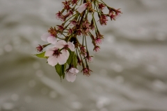 Cherry Blossom Washington 5