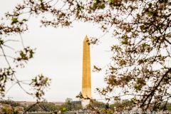 Cherry Blossom Washington Monument 1