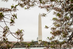 Cherry Blossom Washington Monument_
