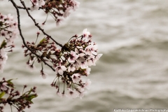 Cherry Blossom Washington Tidal Basin 1