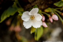 Cherry Blossom Washington Tidal Basin 2