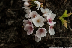 Cherry Blossom Washington Tidal Basin 3