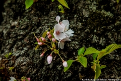 Cherry Blossom Washington Tidal Basin 4