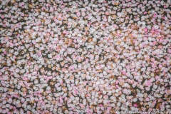 Cherry Blossom Washington Tidal Basin 5