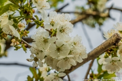 Spring Flowers 1