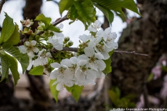 Spring Flowers 3