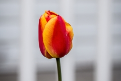 Tulip 1