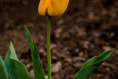 Tulip 3