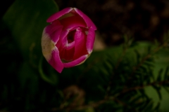 Tulip 4