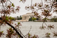 Washington Monument Cherry Blossom 2