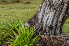 Dry-Tortugas-39