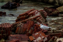 Dry-Tortugas-43