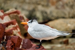 Dry-Tortugas-45