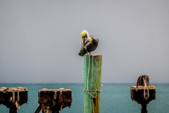 Dry-Tortugas-48